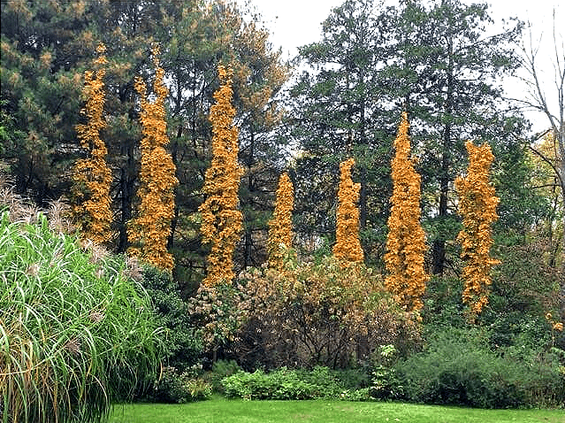 Arborvitae Hedges Narrow Evergreen Trees Hot