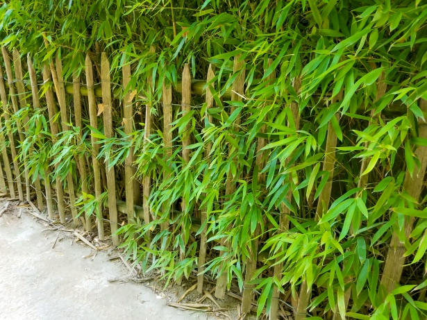 bamboo-fence-for-hot-tub