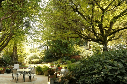 shade trees for porches